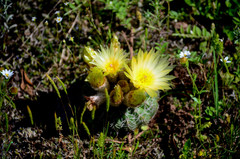 Parodia crassigibba