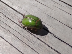 Stethaspis suturalis