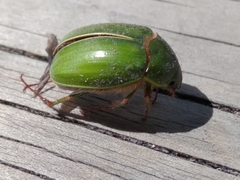 Stethaspis suturalis
