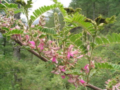 Indigofera dosua