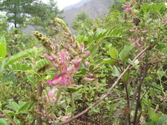 Indigofera dosua