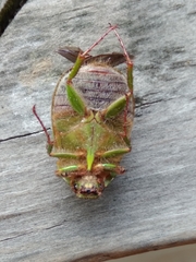 Stethaspis suturalis