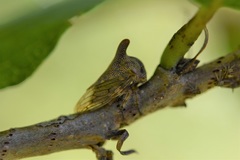 Platycotis tuberculata