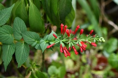 Salvia holwayi