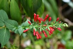 Salvia holwayi
