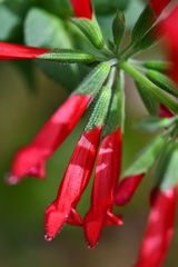 Salvia holwayi