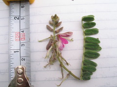 Indigofera dosua