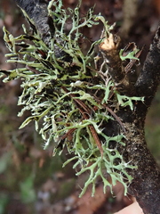 Heterodermia leucomelos