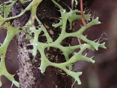 Heterodermia leucomelos