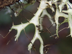 Heterodermia leucomelos