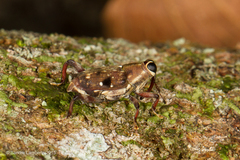 Zygops