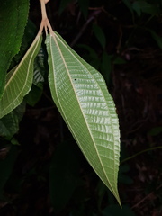 Miconia multispicata