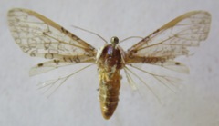 Hypercompe albescens