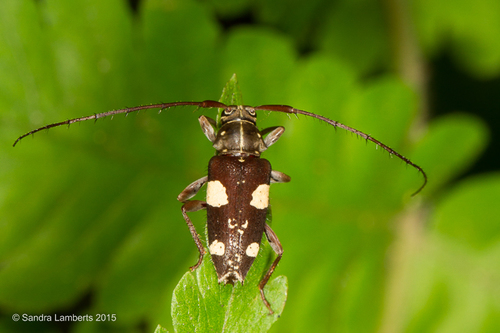 Alcidion ludicrum · iNaturalist