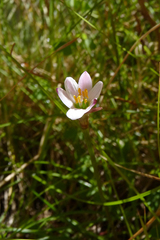 Zephyranthes minima