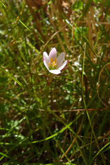 Zephyranthes minima