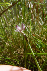 Zephyranthes minima