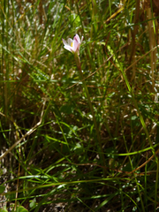 Zephyranthes minima