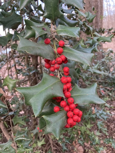 Ilex cornuta