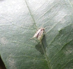 Polypedilum nubiferum