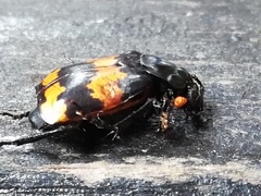 Nicrophorus mexicanus