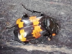 Nicrophorus mexicanus