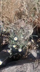 Erigeron tracyi