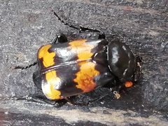 Nicrophorus mexicanus