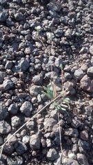 Phemeranthus confertiflorus