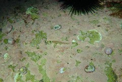 Istigobius hoesei