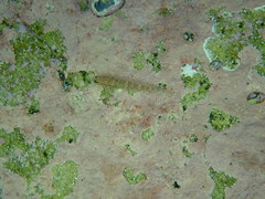 Istigobius hoesei
