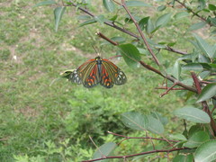 Campylotes histrionicus