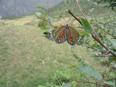 Campylotes histrionicus