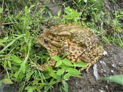 Duttaphrynus himalayanus