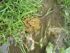 Duttaphrynus himalayanus