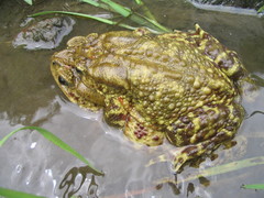 Duttaphrynus himalayanus