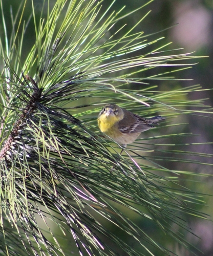 Setophaga pinus image