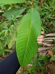 Pleurothyrium pauciflorum