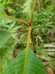 Pleurothyrium pauciflorum