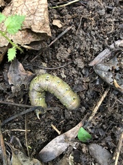 Theretra indistincta