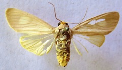 Trichromia leucoplaga