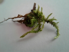 Brachythecium frigidum