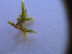 Brachythecium frigidum