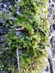 Brachythecium frigidum