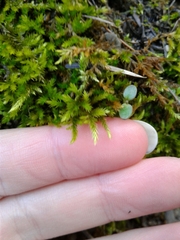 Brachythecium frigidum