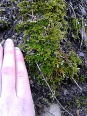 Brachythecium frigidum