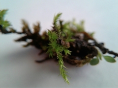 Brachythecium frigidum