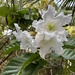 Beaumontia grandiflora - Photo (c) Khemthong Tonsakulrungruang,  זכויות יוצרים חלקיות (CC BY-NC), הועלה על ידי Khemthong Tonsakulrungruang