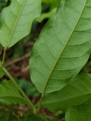 Protium aguilarii