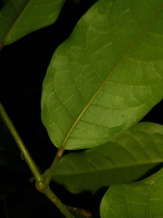 Protium aguilarii